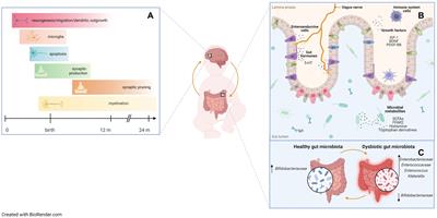 Early-life gut microbiota and neurodevelopment in preterm infants: a narrative review